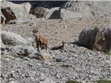 Malga Ciapela - Punta Penia (Marmolada)